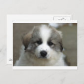 Grote pyreneeën Puppy Briefkaart (Voorkant / Achterkant)