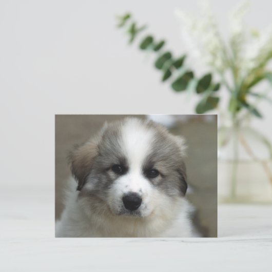 Grote pyreneeën Puppy Briefkaart (Staand voorkant)