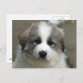Grote pyreneeën Puppy Briefkaart (Voorkant / Achterkant)
