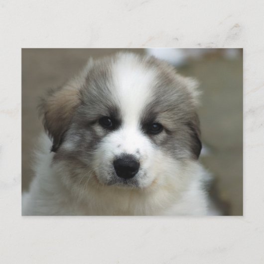 Grote pyreneeën Puppy Briefkaart (Voorkant)