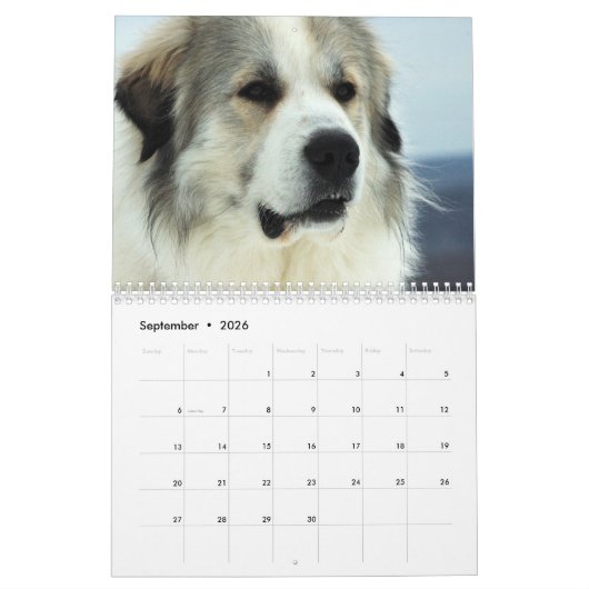 Grote Pyreneeën Puppy Calendar 2016 Kalender (Sep 2026)