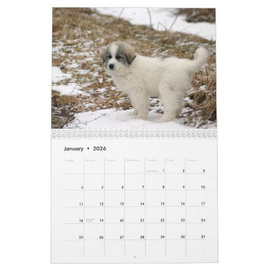 Grote Pyreneeën Puppy Calendar 2016 Kalender (Jan 2026)