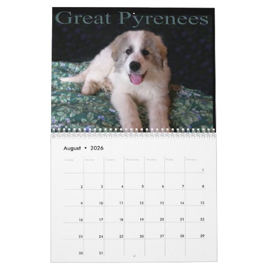 Grote pyreneeën — Puppy Calendar Kalender (Aug 2026)