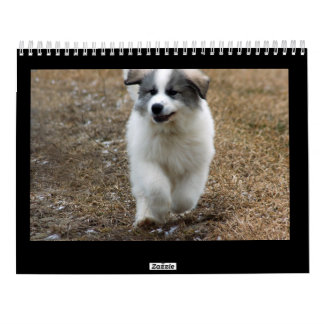Grote pyreneeën — Puppy Calendar Kalender