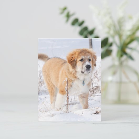 Grote Pyreneeën Puppy in de sneeuw Feestdagenkaart (Staand voorkant)