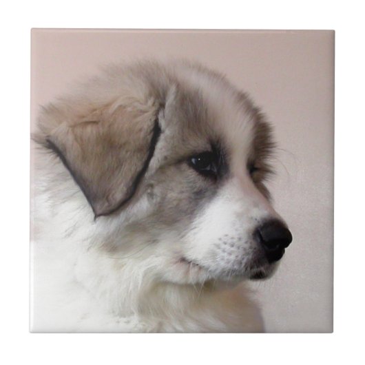 Grote pyreneeën Puppy Tegeltje (Voorkant)