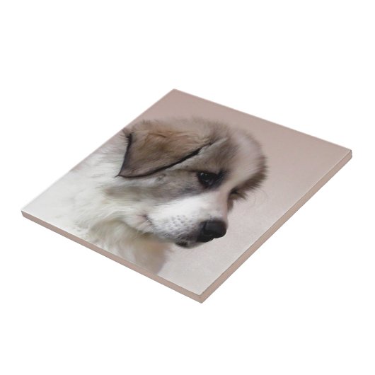 Grote pyreneeën Puppy Tegeltje (Zijkant)