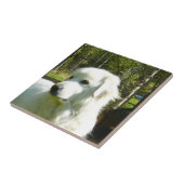 grote pyreneeën tegeltje (Zijkant)