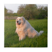 Grote Pyreneeën Tegeltje (Voorkant)