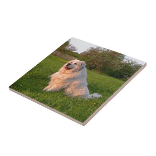 Grote Pyreneeën Tegeltje (Zijkant)