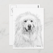 Grote Pyreneeën Tekening Briefkaart (Voorkant / Achterkant)