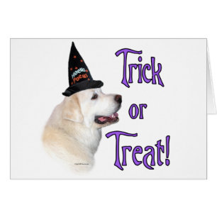 Grote Pyreneeën Trick