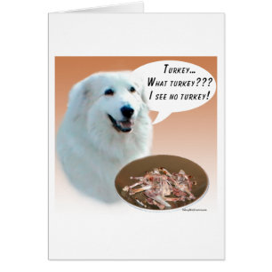 Grote Pyreneeën Turkije