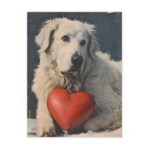 Grote Pyreneeën Valentijnsdag 