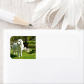 grote pyreneeën vol 2 etiket (Insitu)