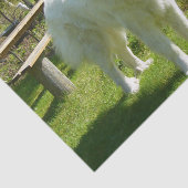 grote pyreneeën vol 2 tissuepapier (Detail)