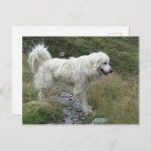 grote pyreneeën vol briefkaart (Voorkant / Achterkant)