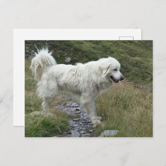 grote pyreneeën vol briefkaart (Voorkant / Achterkant)