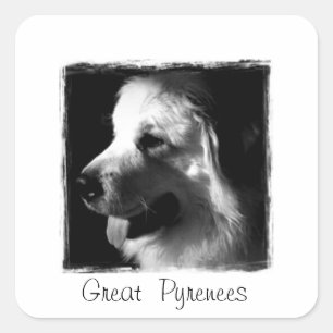 Grote Pyreneeën Zwart-witte fotoproducten Vierkante Sticker