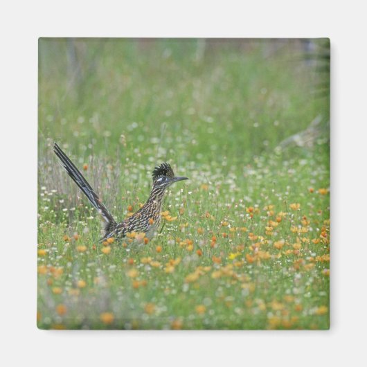 Grote Renkuif, Geococcyx Magneet (Voorkant)