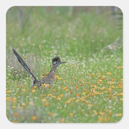 Grote Renkuif, Geococcyx Vierkante Sticker (Voorkant)
