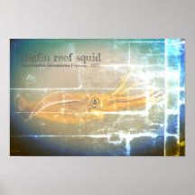 Grote rifpijlinktvissen, Sepioteuthis lessoniana,