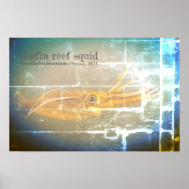 Grote rifpijlinktvissen, Sepioteuthis lessoniana, Poster