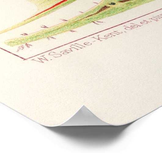 Grote ringrifvis uit Australië Poster (Hoek)