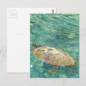 grote rivierschildpad briefkaart (Voorkant / Achterkant)
