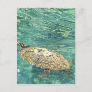 grote rivierschildpad briefkaart