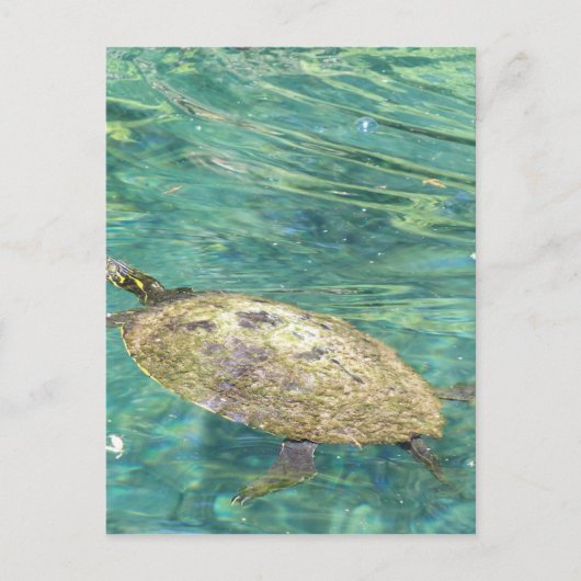 grote rivierschildpad briefkaart (Voorkant)