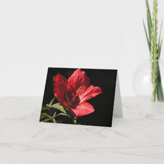 Grote rode hibiscus (Hibiscus coccineus) kaart