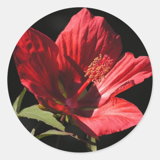 Grote Rode Hibiscus (Hibiscus coccineus) stickers (Voorkant)