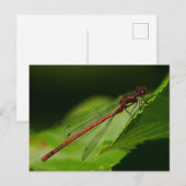 Grote Rode Libel Ansichtkaart Briefkaart (Voorkant / Achterkant)