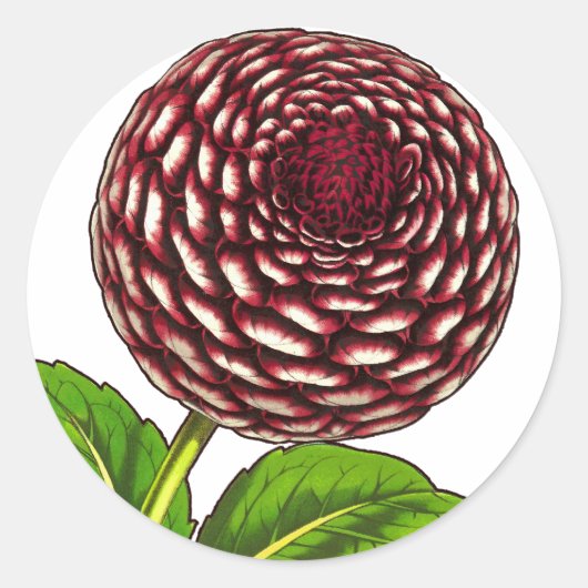 Grote rode / Paarse Dahlia  Van Houtte Print Ronde Sticker (Voorkant)
