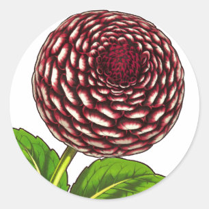 Grote rode / Paarse Dahlia  Van Houtte Print Ronde Sticker