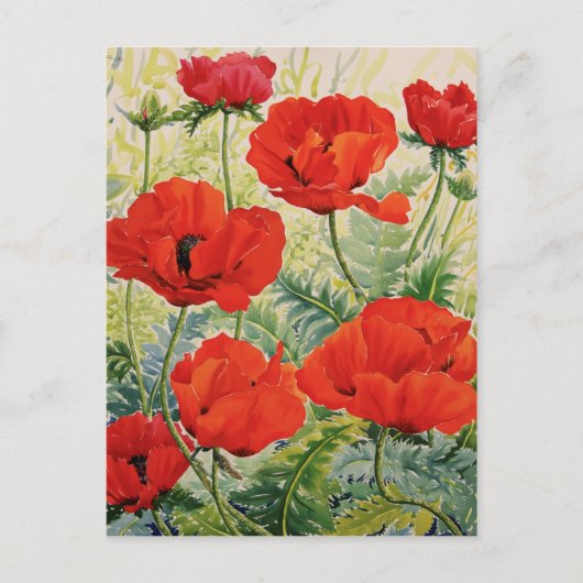 Grote rode papaver briefkaart (Voorkant)