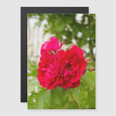 Grote rode rozen in de tuin  (Voorkant / Achterkant)