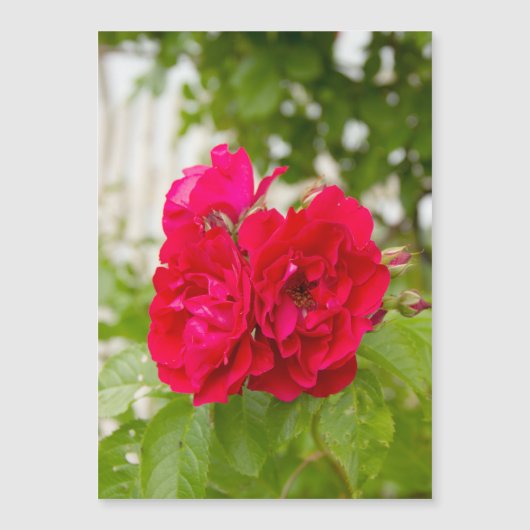 Grote rode rozen in de tuin  (Voorkant)