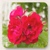 Grote rode rozen in de tuin bier onderzetter (Voorkant)