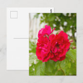Grote rode rozen in de tuin  briefkaart (Voorkant / Achterkant)