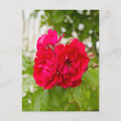 Grote rode rozen in de tuin  briefkaart (Voorkant)