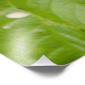 Grote rode rozen in de tuin foto afdruk (Hoek)