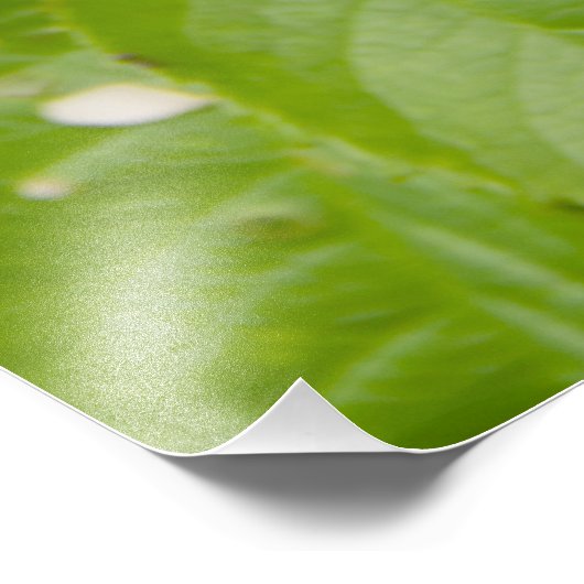 Grote rode rozen in de tuin foto afdruk (Hoek)