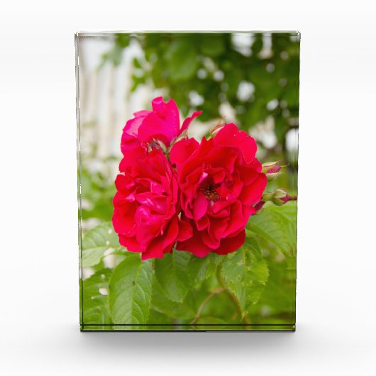 Grote rode rozen in de tuin fotoblokken (Voorkant)
