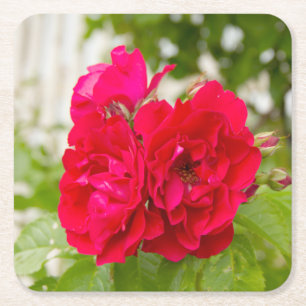 Grote rode rozen in de tuin kartonnen onderzetters