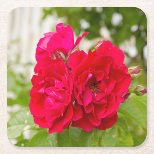 Grote rode rozen in de tuin kartonnen onderzetters (Voorkant)