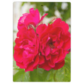 Grote rode rozen in de tuin klembord (Achterkant)