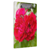Grote rode rozen in de tuin klembord (Rechts)