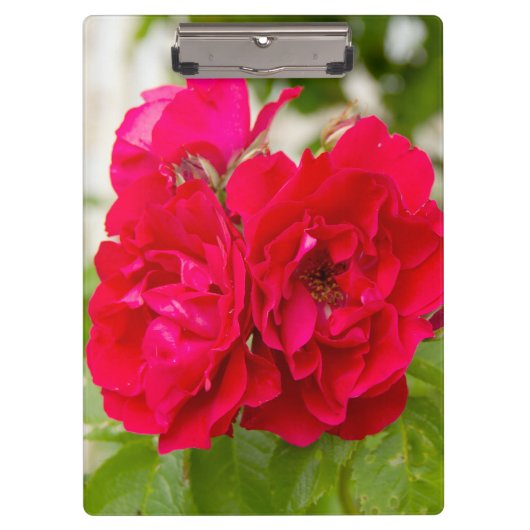 Grote rode rozen in de tuin klembord (Voorkant)